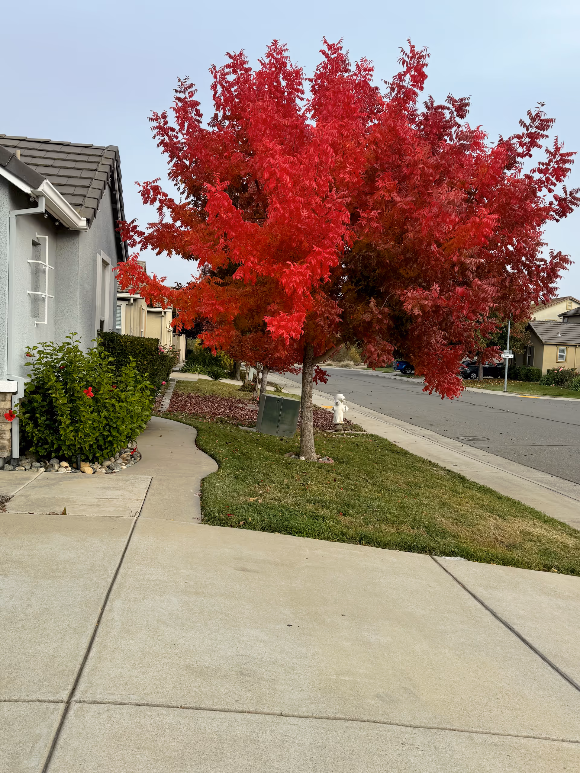 Bright red-leafed tree beside a gray exterior building along a suburban sidewalk.