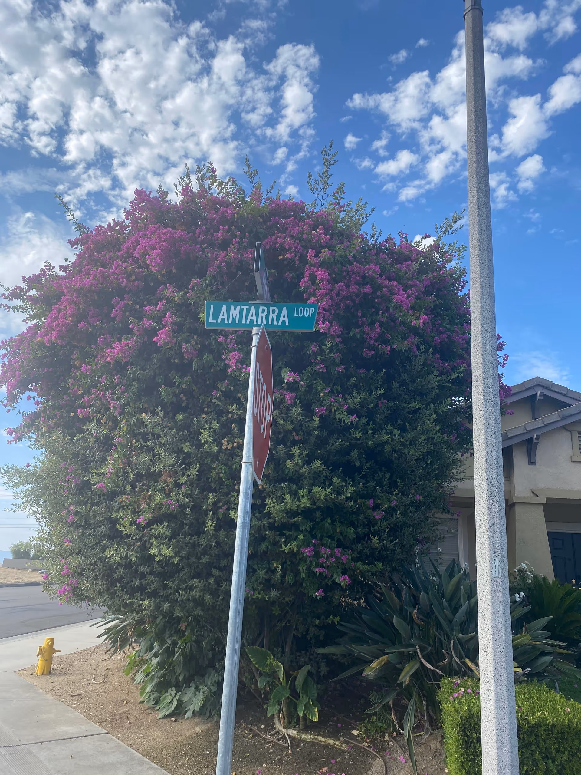 Sunlit exterior street corner with a large flowering bush and Sunset Lamtarra Loop sign.