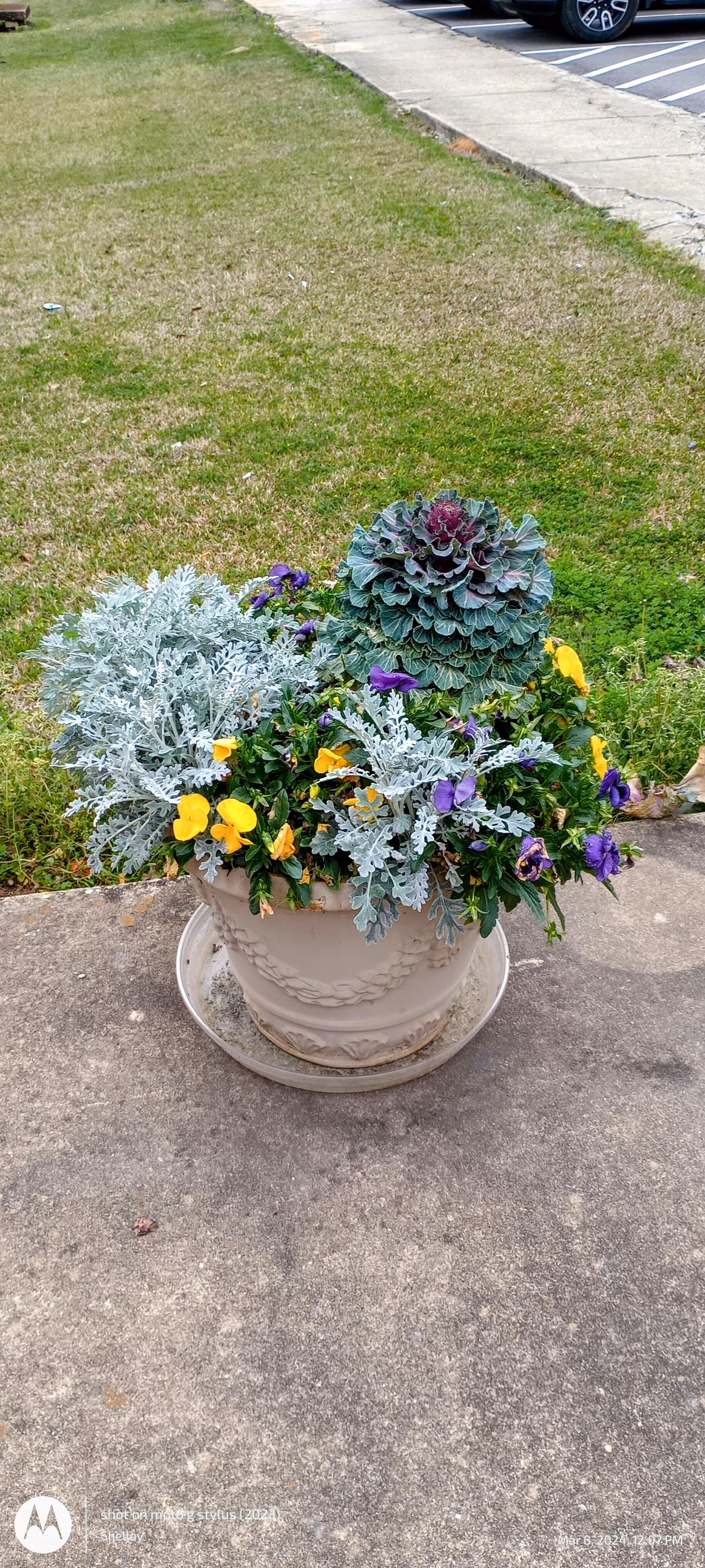 Flowering plants in a decorative white planter on a concrete walkway outside near a parking lot.