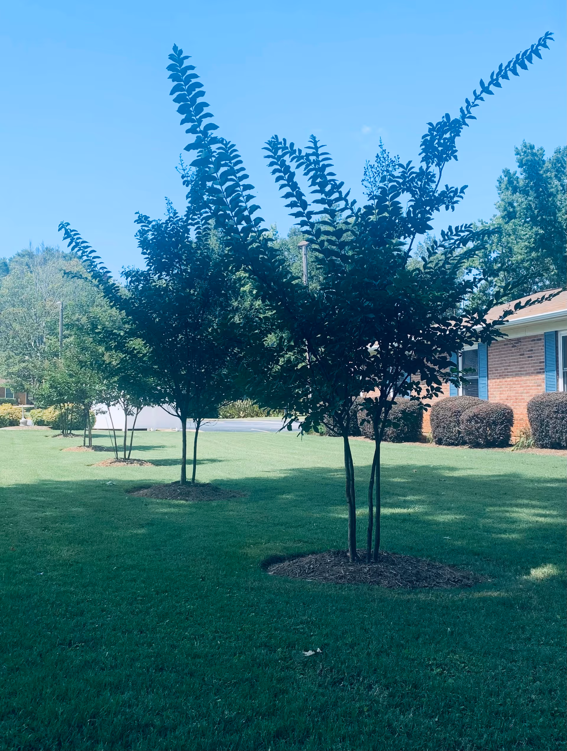 Well-manicured lawn with trees beside a brick senior living facility.