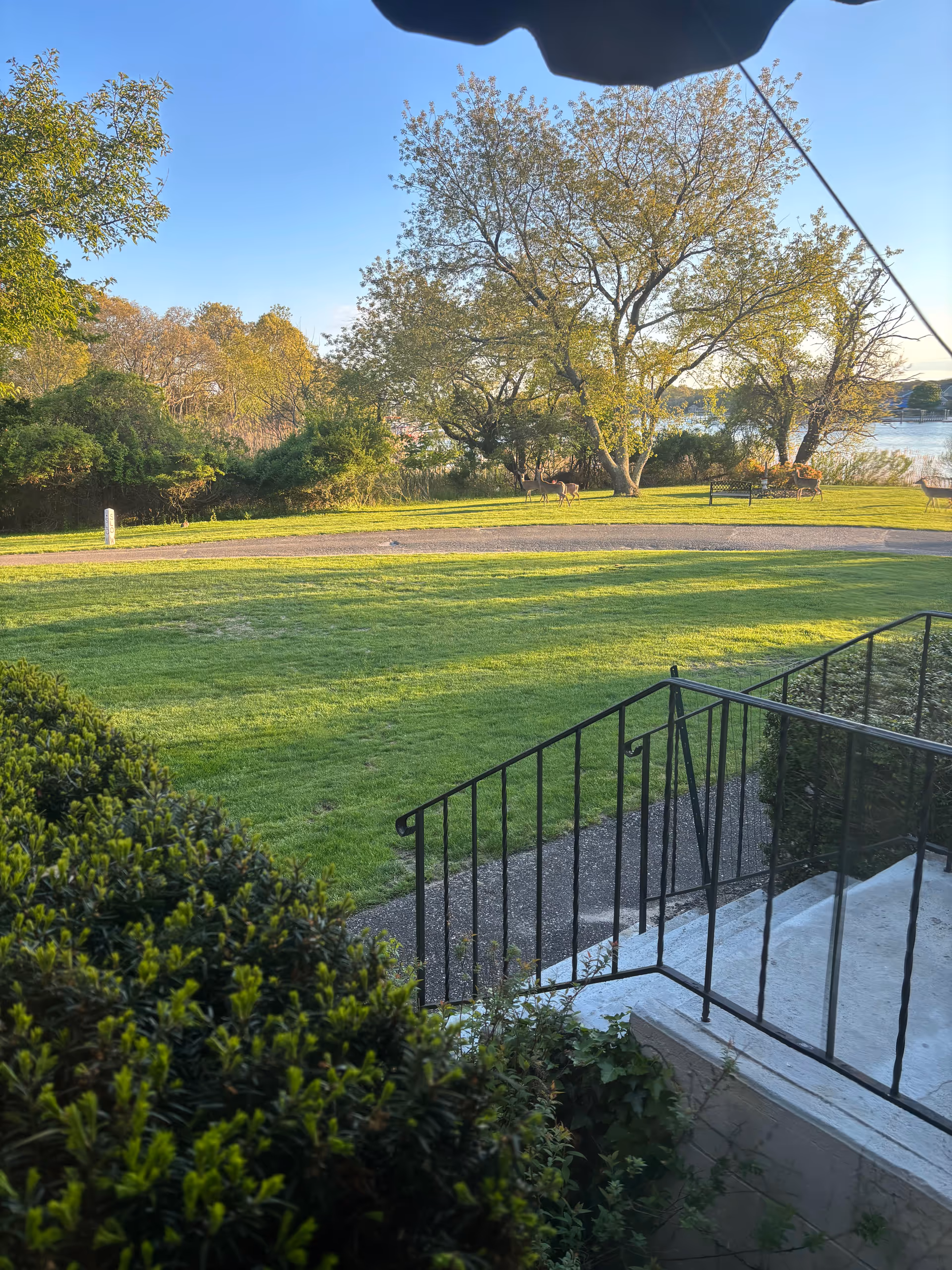 Sunny outdoor lawn with trees, a paved path, and a metal railing beside steps.