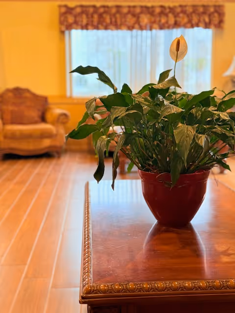 Potted plant on a wooden coffee table in a bright living room.