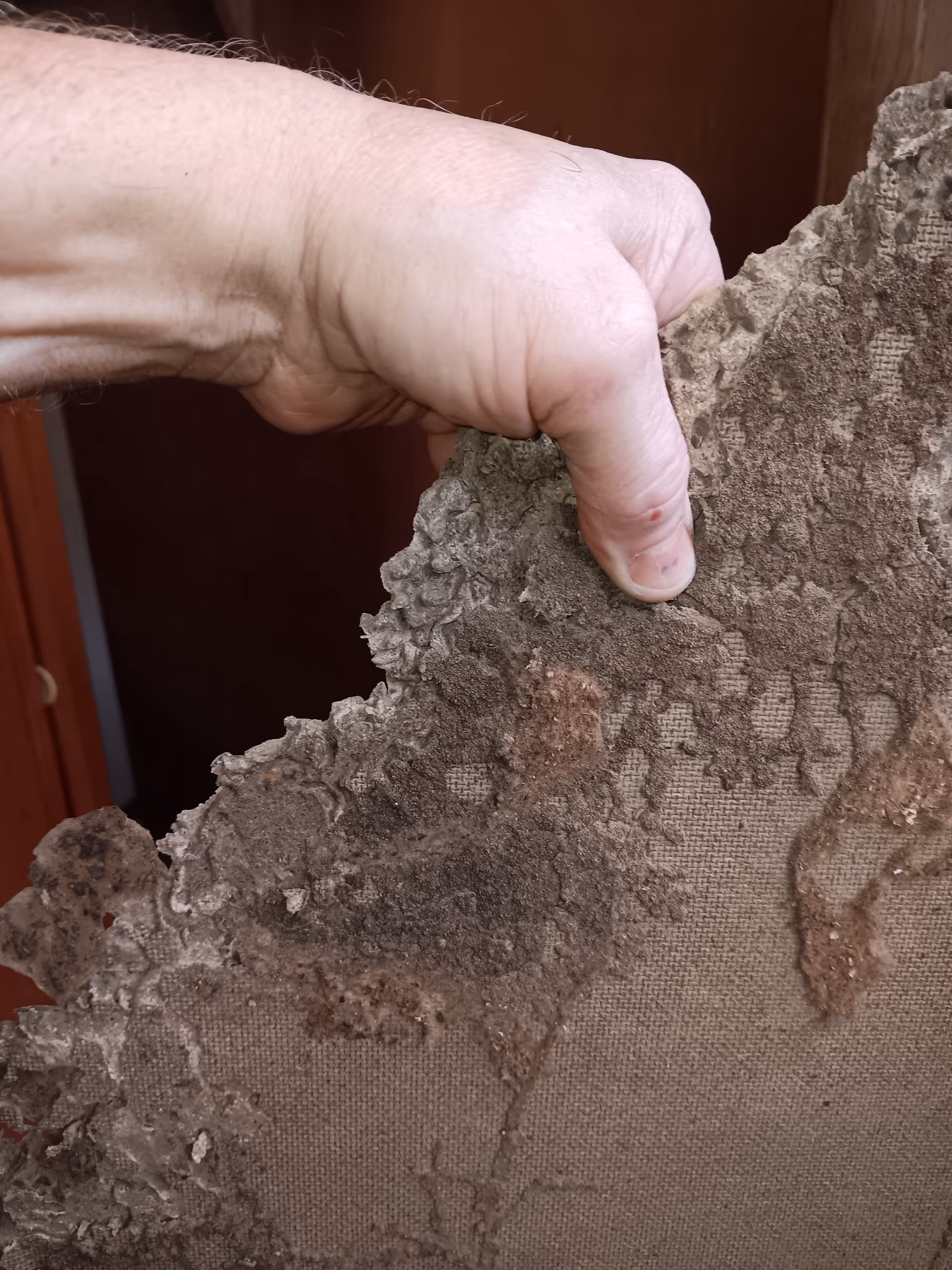 Close-up of a hand pulling apart deteriorated, moldy brown wall fabric.