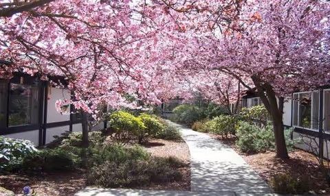 Serene outdoor courtyard with flowering trees and a curved concrete path between beige buildings.