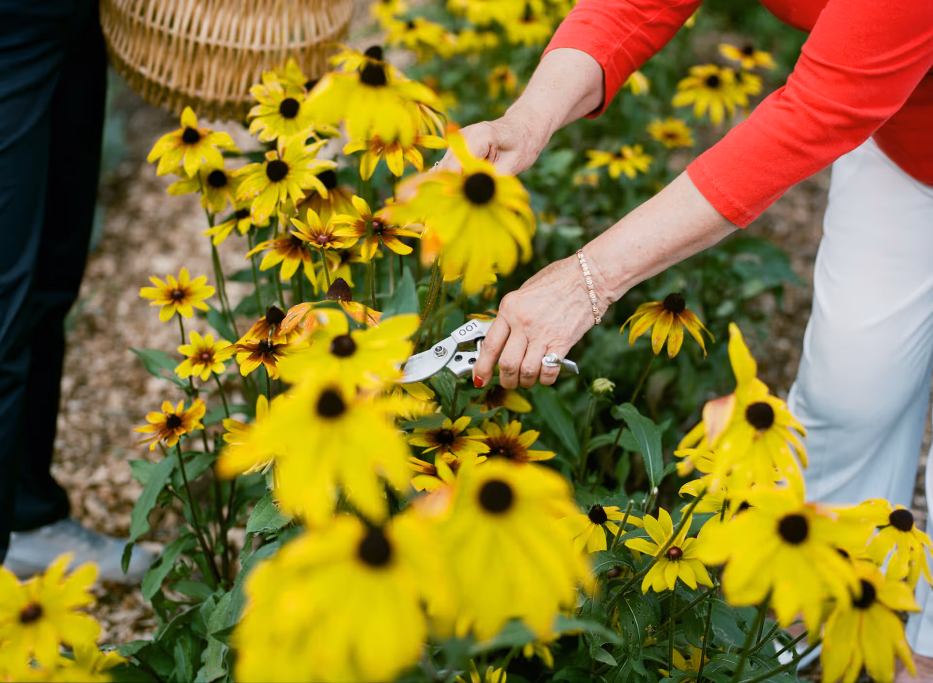 A person trims yellow flowers with garden shears in a sunny outdoor garden.