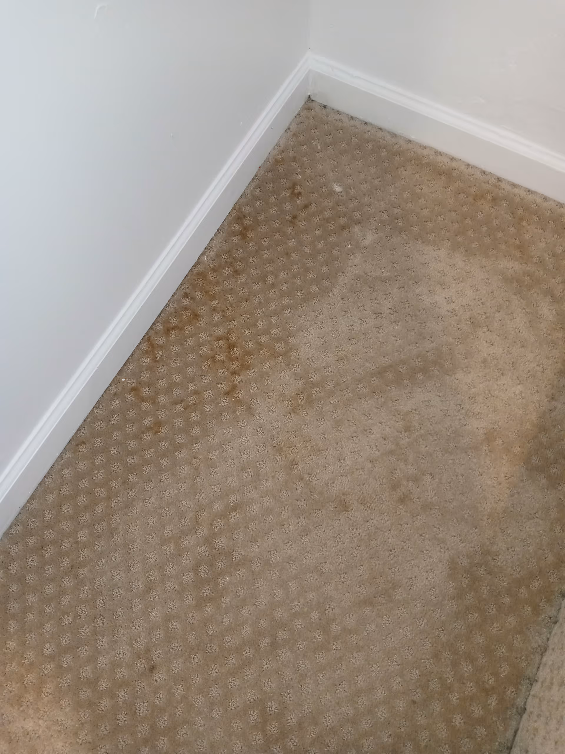 Corner of a beige carpeted floor with visible stains near the baseboard.