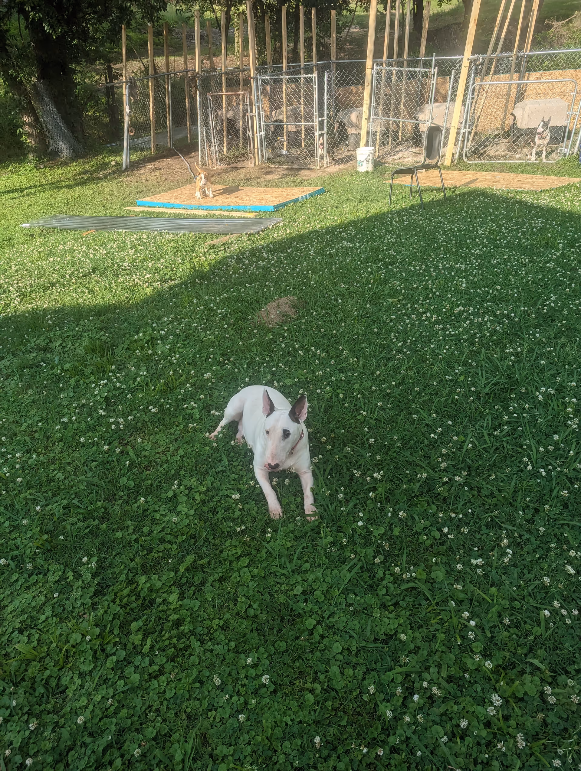 White dog rests on grassy yard with chain-link dog kennels in back.