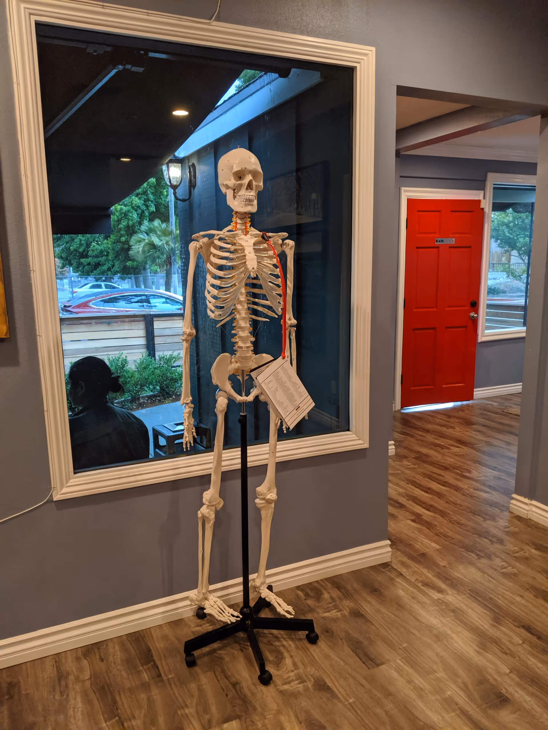 A life-size skeleton model on a stand in an interior hallway by a window.