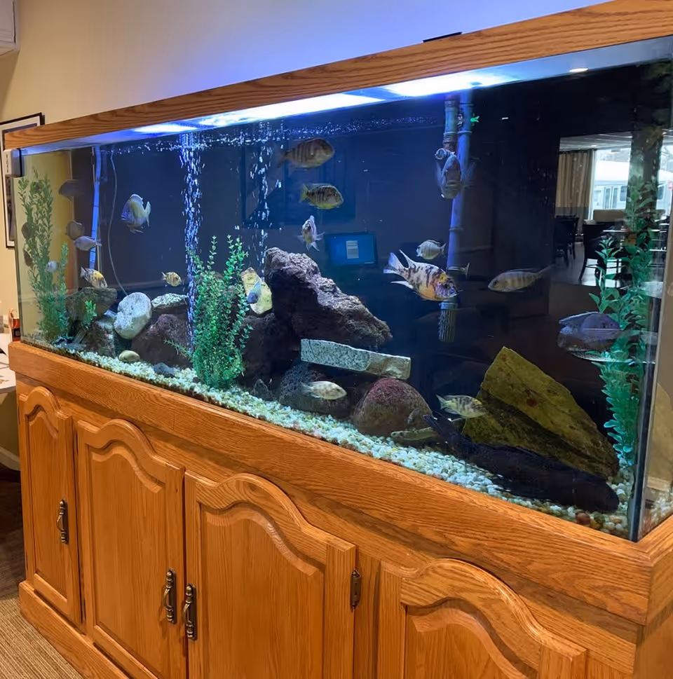 Large rectangular aquarium with various fish swimming inside, decorated with rocks, plants, and gravel at the bottom. The aquarium is set on a wooden cabinet with multiple doors. The background shows part of an interior room with chairs and tables visible through a glass window.