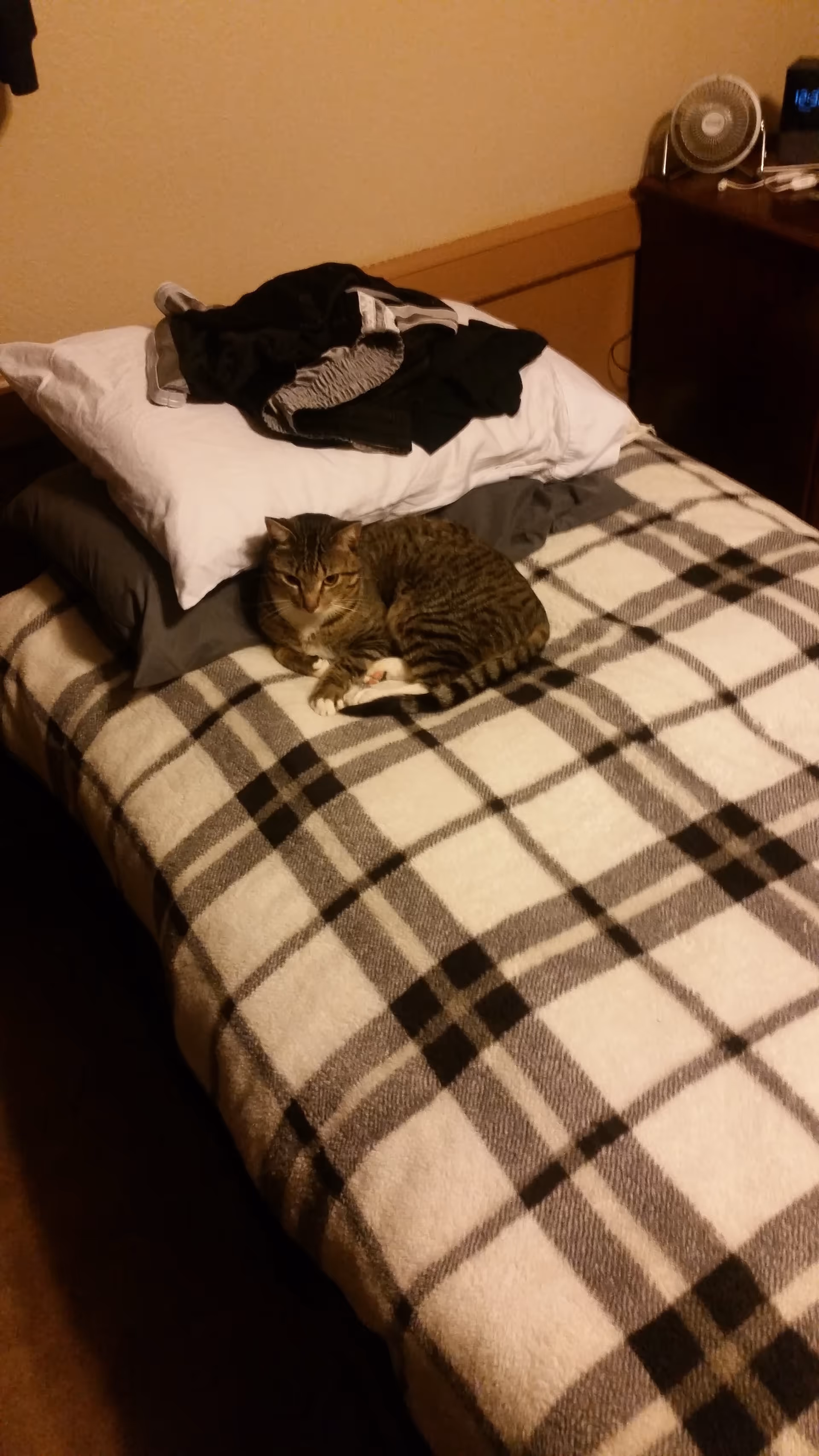 Cat rests on a plaid bedspread in a tidy bedroom with clothes on pillows.
