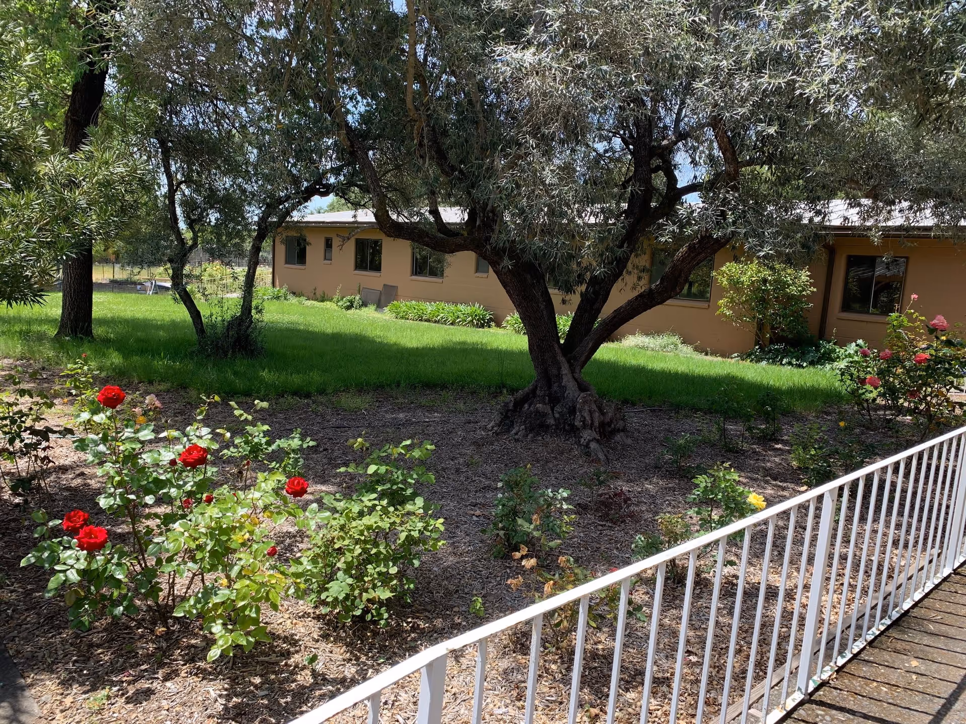 A garden area with blooming red roses and green shrubs in front of a large tree with a thick trunk. Behind the garden is a single-story building with beige walls and several windows. A white metal railing runs along the right side of the image, bordering a wooden pathway. The scene is sunny with shadows cast by the tree branches.