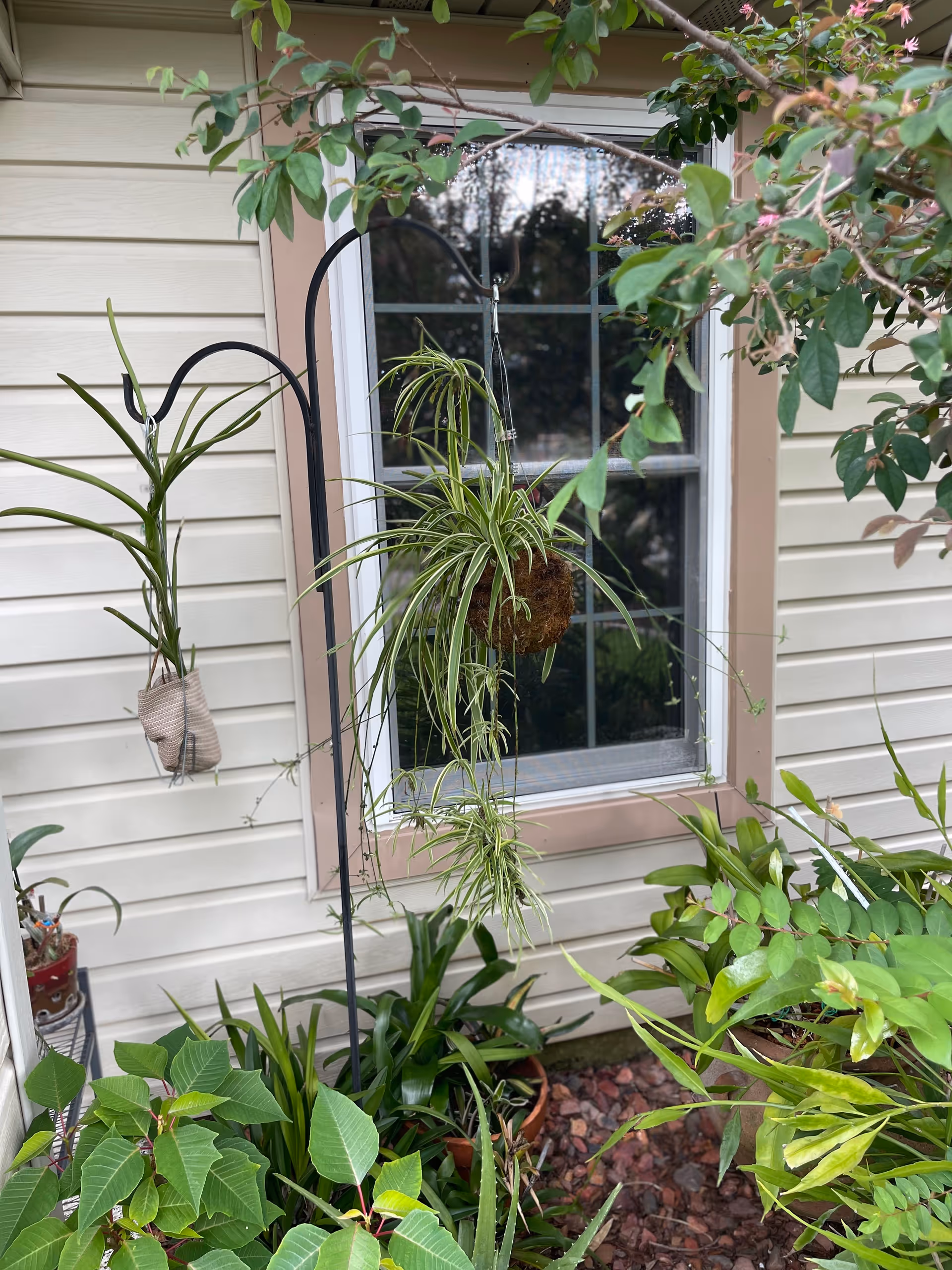 Exterior view of Prosperity Home Health with hanging plant and lush potted plants