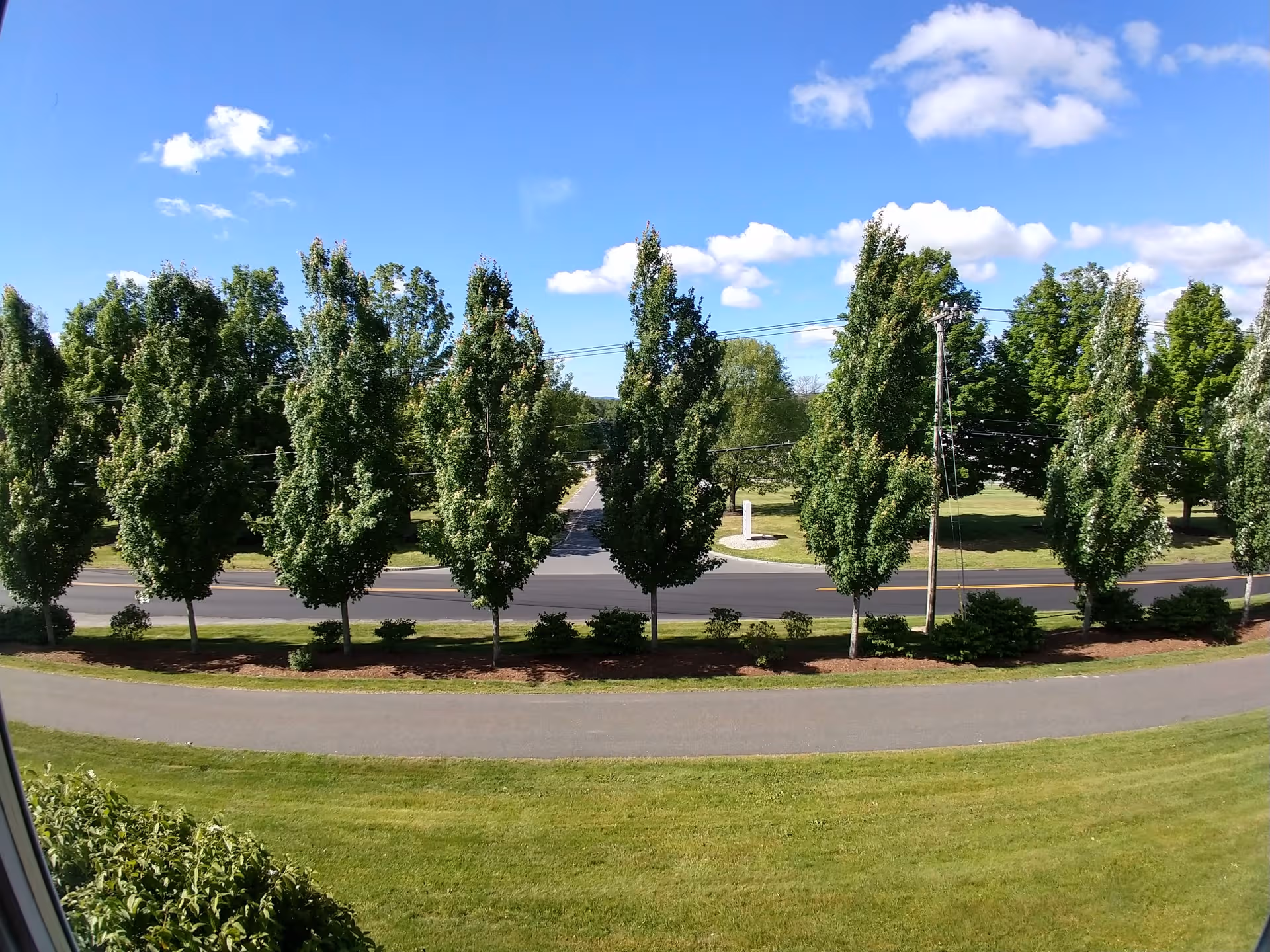 Row of tall green trees along a curved driveway and manicured lawn under blue sky