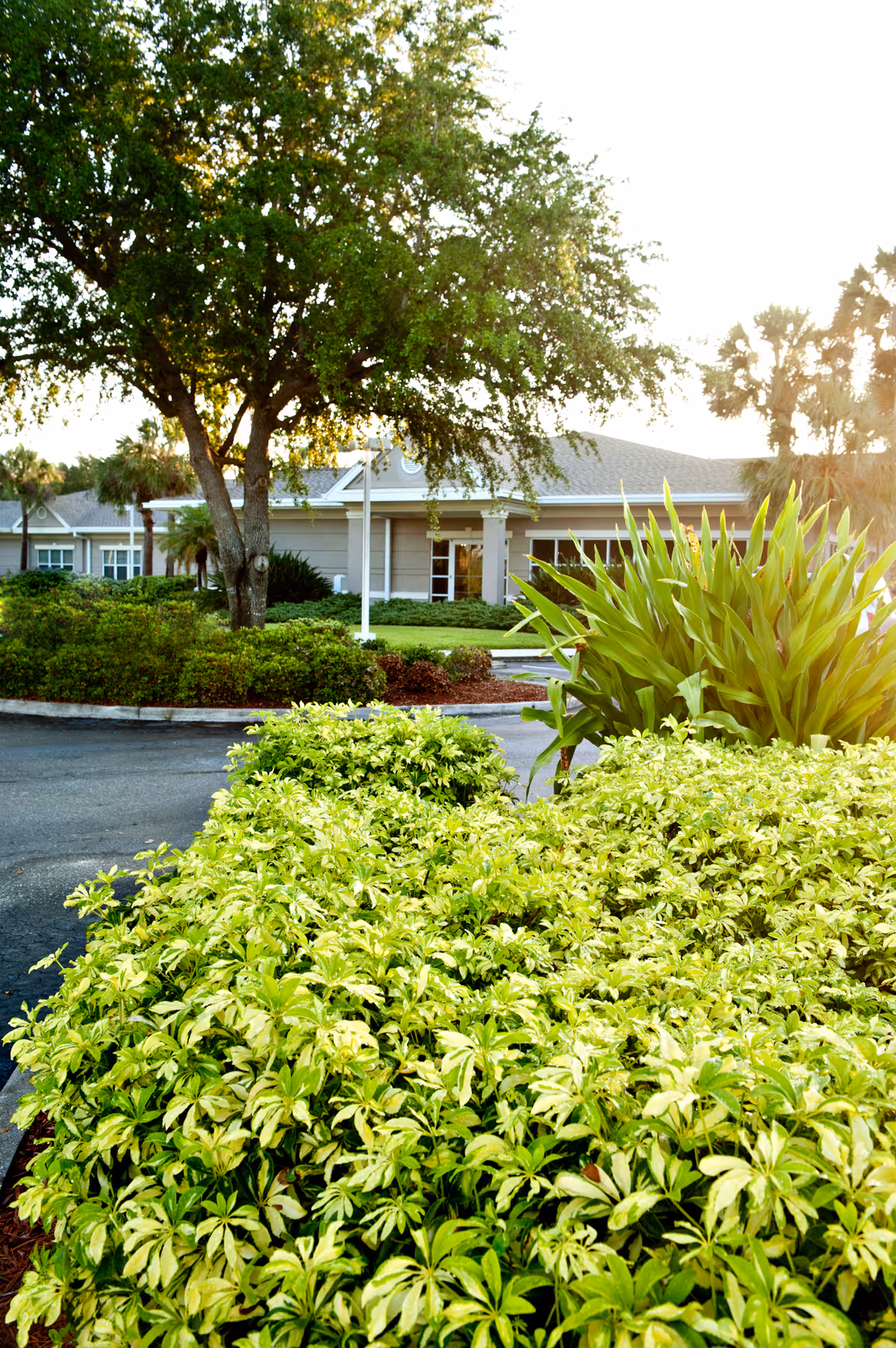 Sunny exterior of Solaris Healthcare Charlotte Harbor with manicured shrubs in foreground and the building facade.