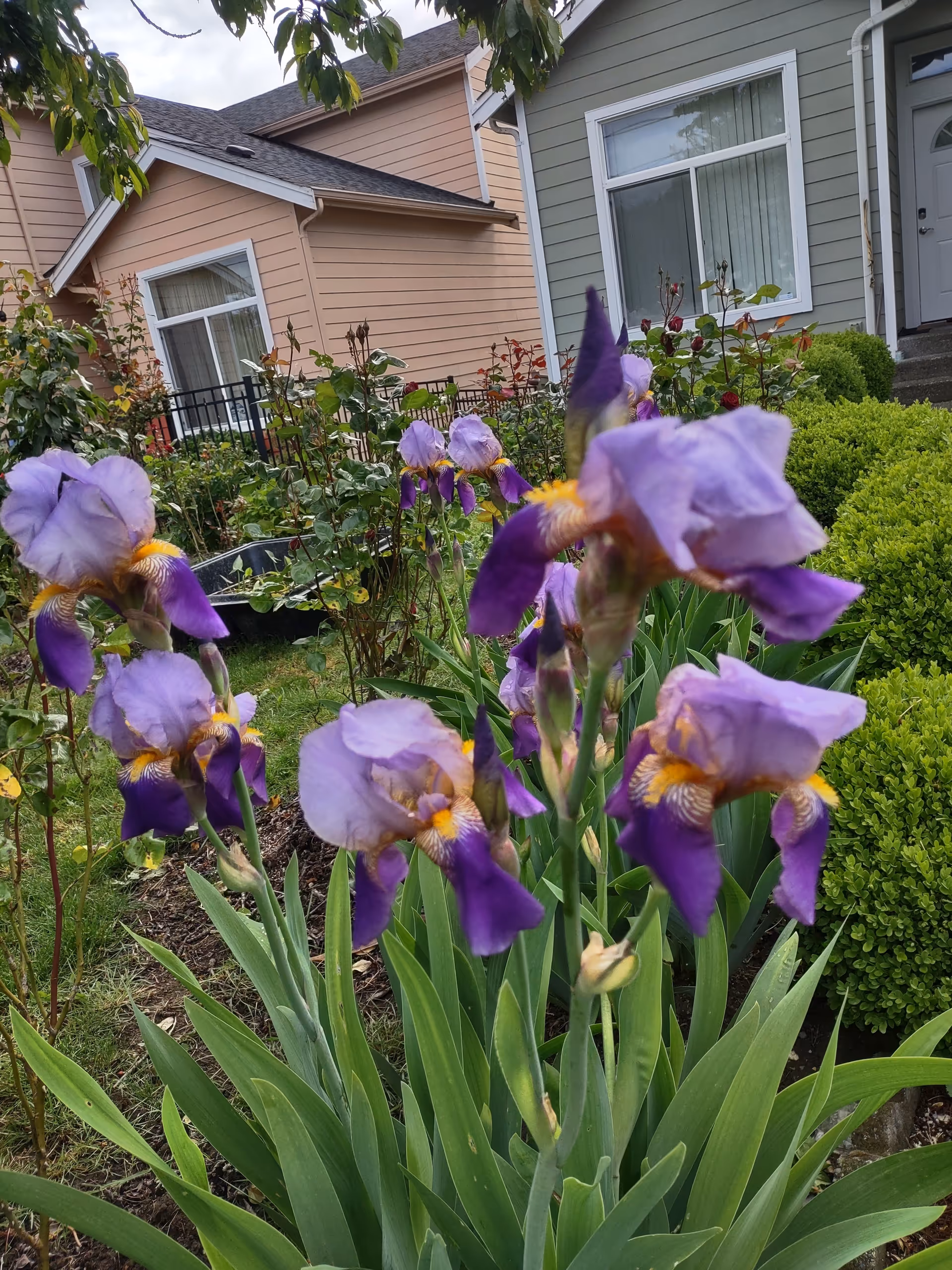Purple irises bloom in a garden beside two-toned residential buildings.