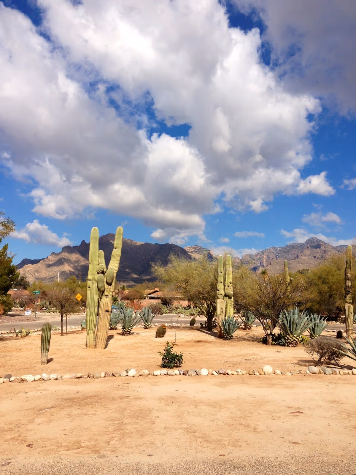Desert landscape with tall saguaro cacti, agave plants, and distant mountains under a partly cloudy blue sky.