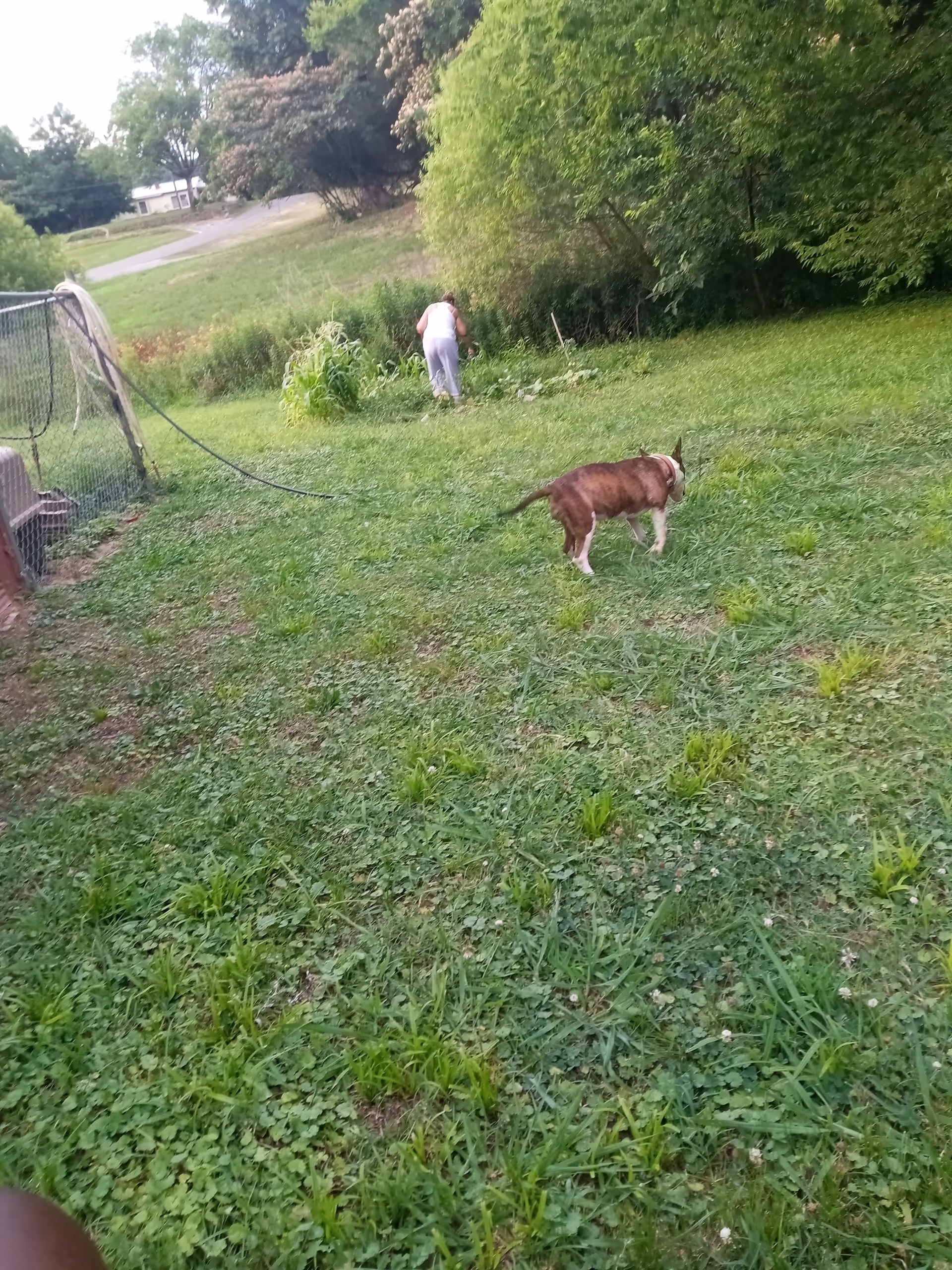 A person gardens in a grassy outdoor yard with a dog nearby.