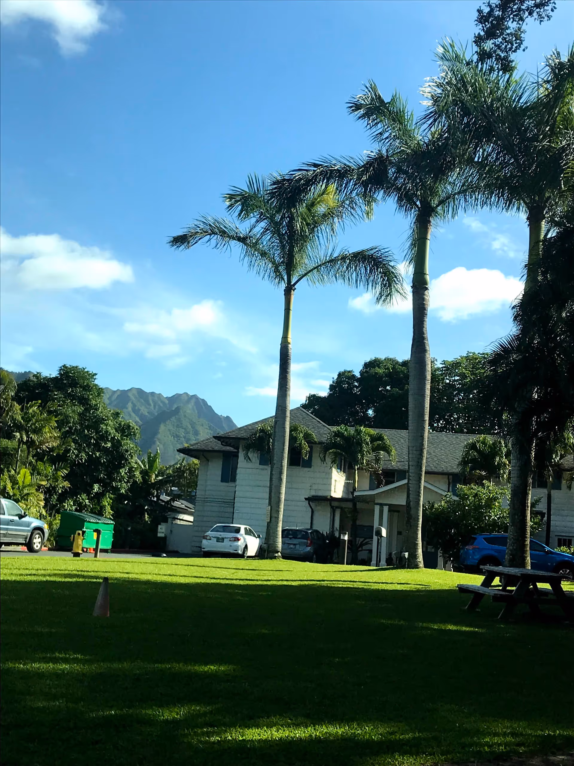 Grassy outdoor area with palm trees, a light building, parked cars, and a picnic table.