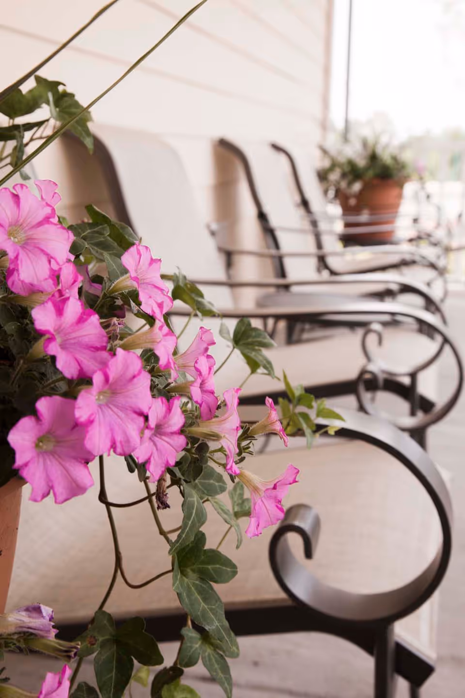 Close-up of pink petunia flowers in a pot with a row of beige cushioned metal chairs on a porch or patio in the background.