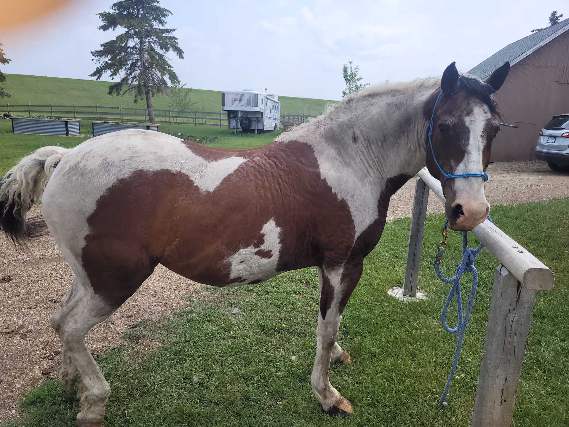 Brown and white horse tied to a fence in a rural senior living facility yard.
