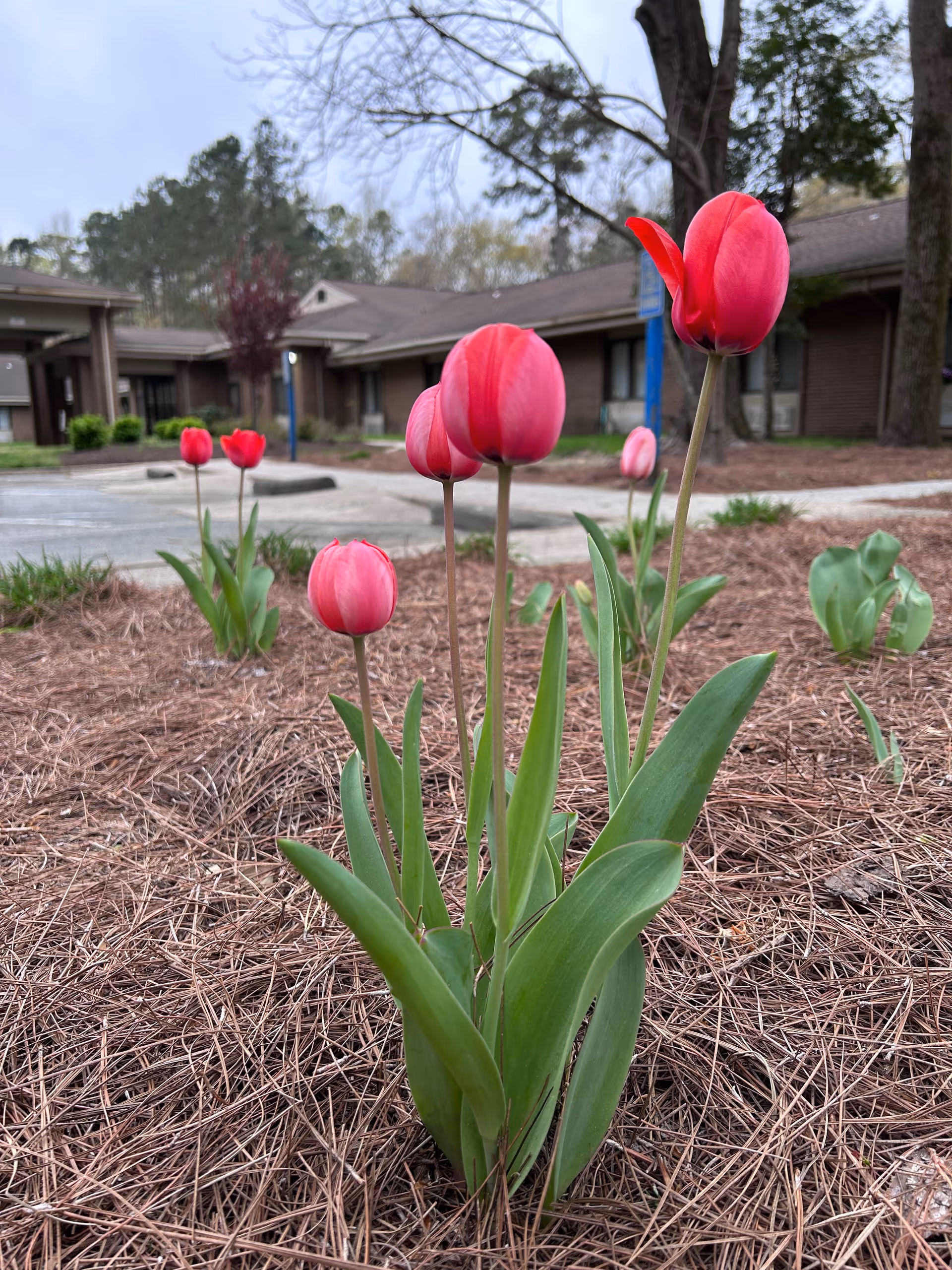 Tulips blooming in a mulch bed outside Maryview Nursing Care Center.