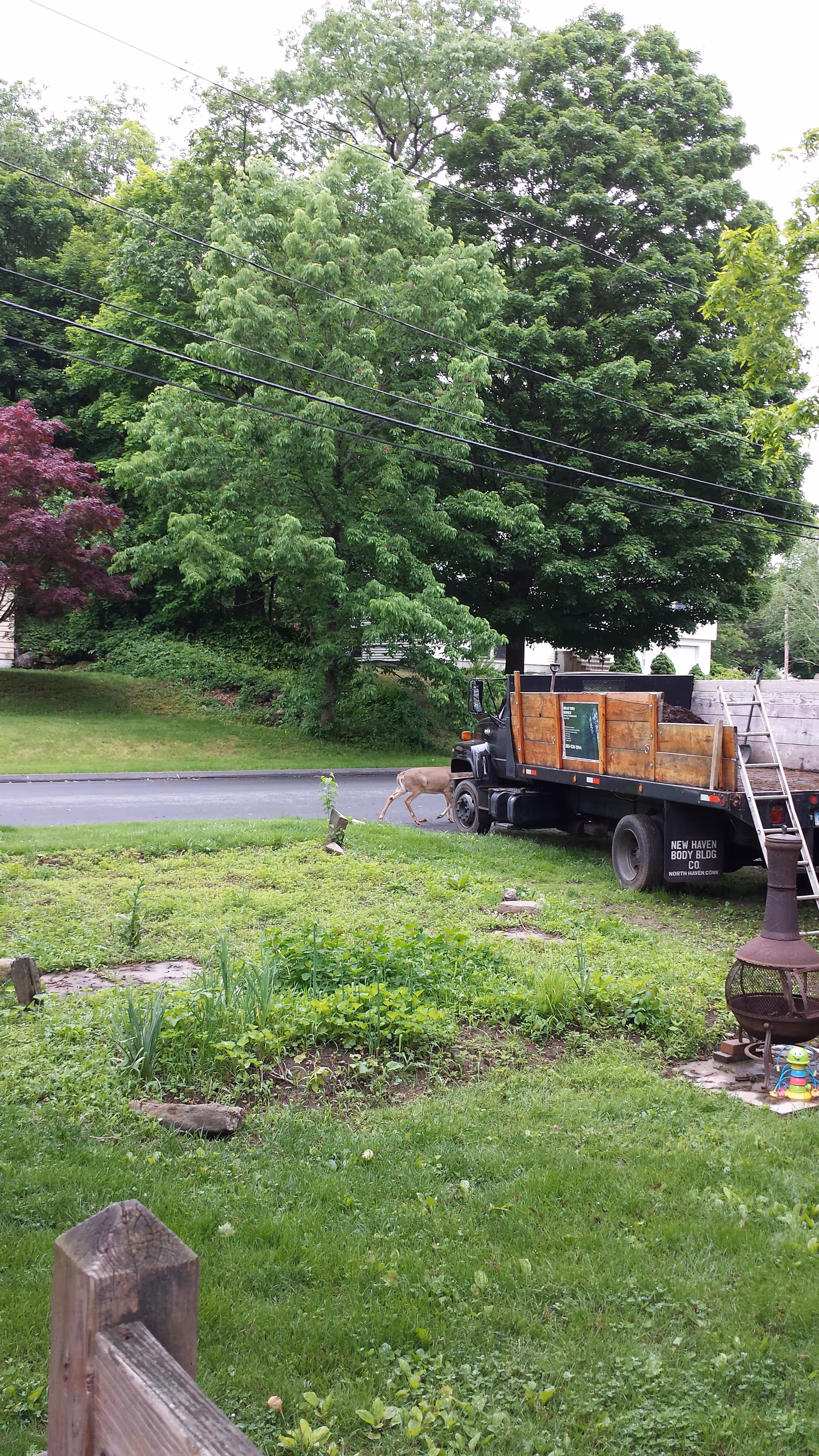 A grassy yard with large trees, a dump truck, and a deer near the street.