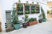 White exterior wall with wall-mounted planters and potted plants on a concrete patio.