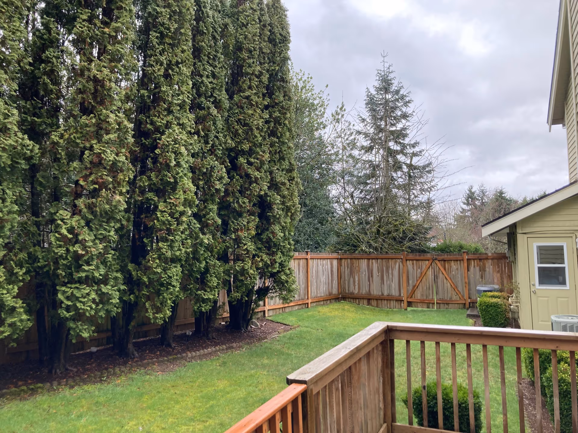 Backyard view with tall evergreens, wooden fence, and a small shed beside a beige house.