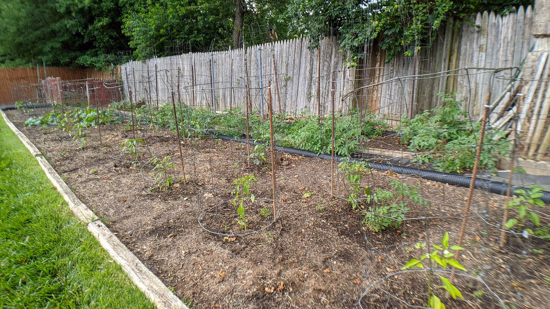 A garden area with multiple small plants supported by circular metal cages, bordered by a wooden fence and green grass on one side.