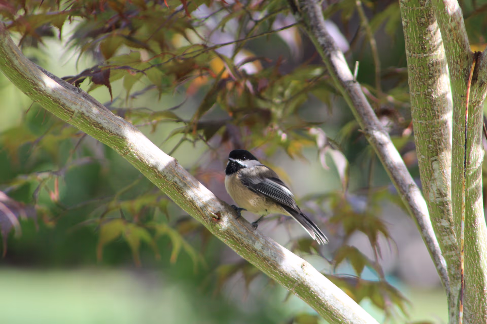 A small black-capped bird perched on a tree branch surrounded by leaves.