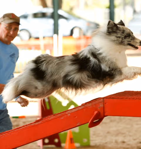 A dog leaps over a red agility beam outdoors, with a man watching in the background.