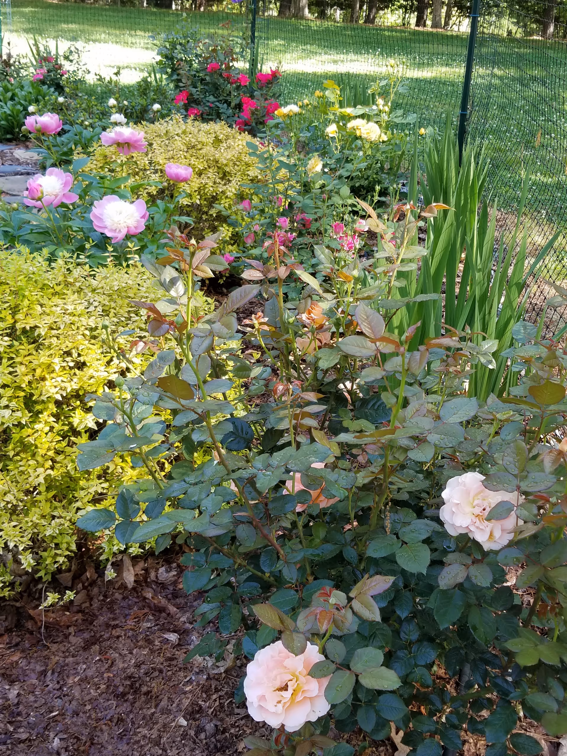 Colorful rose garden with blooming flowers along a green chain-link fence.
