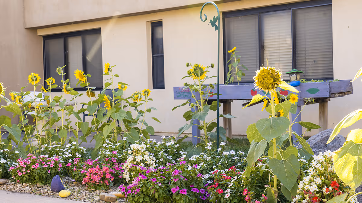 A garden area outside a building with blooming sunflowers and colorful flowers in front of windows. There is a raised planter box painted purple with some plants growing in it, and a small sign indicating tomatoes, cucumbers, and watermelon. The building has beige walls and dark-framed windows.