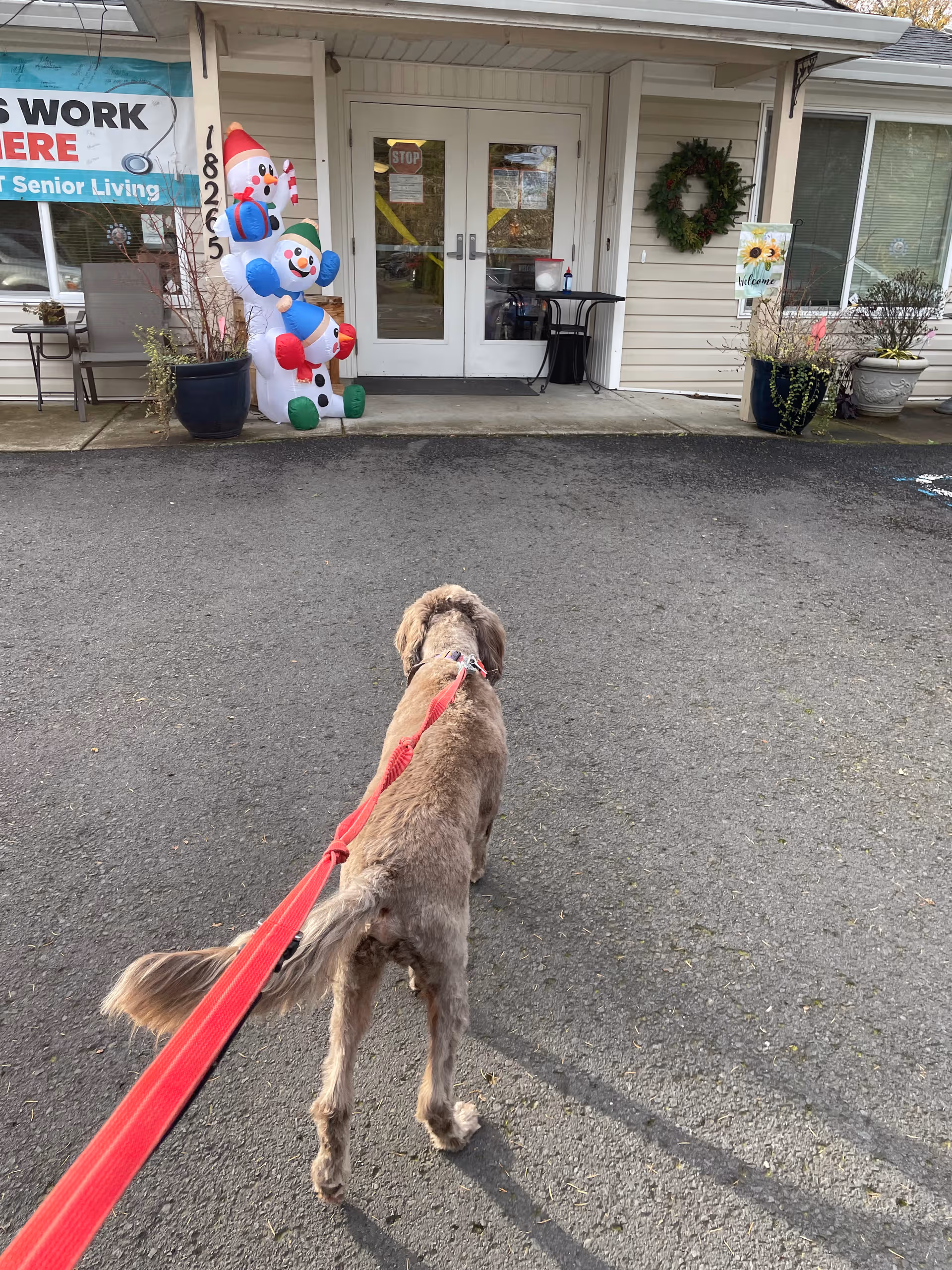 A dog on a red leash approaches the entrance of Ivy Court Senior Living.