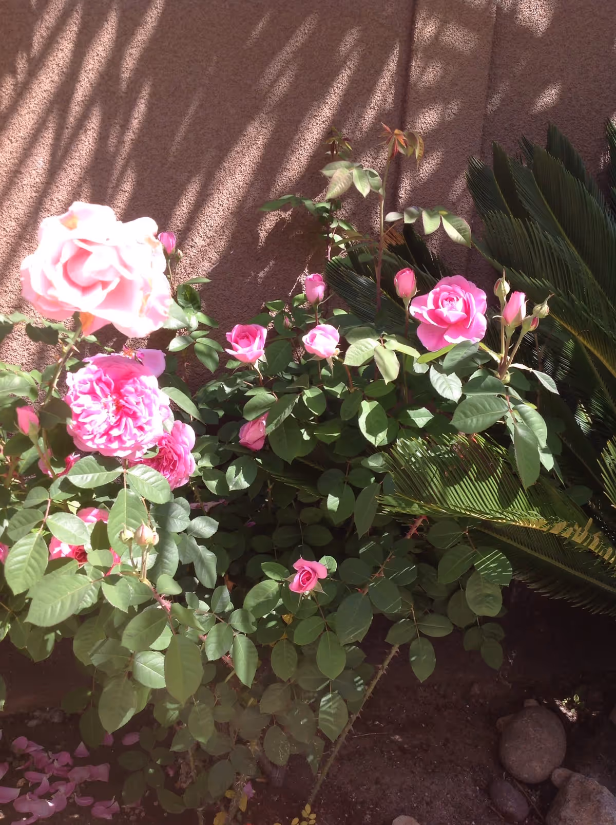 A garden area with blooming pink roses and green leaves against a textured brown wall, with some shadows cast on the wall and a few rocks on the soil below.