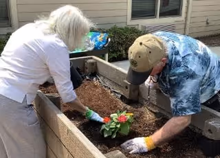 Two elderly individuals planting flowers in a raised garden bed outside a building. One person is wearing a white shirt and the other a blue patterned shirt with a beige cap.