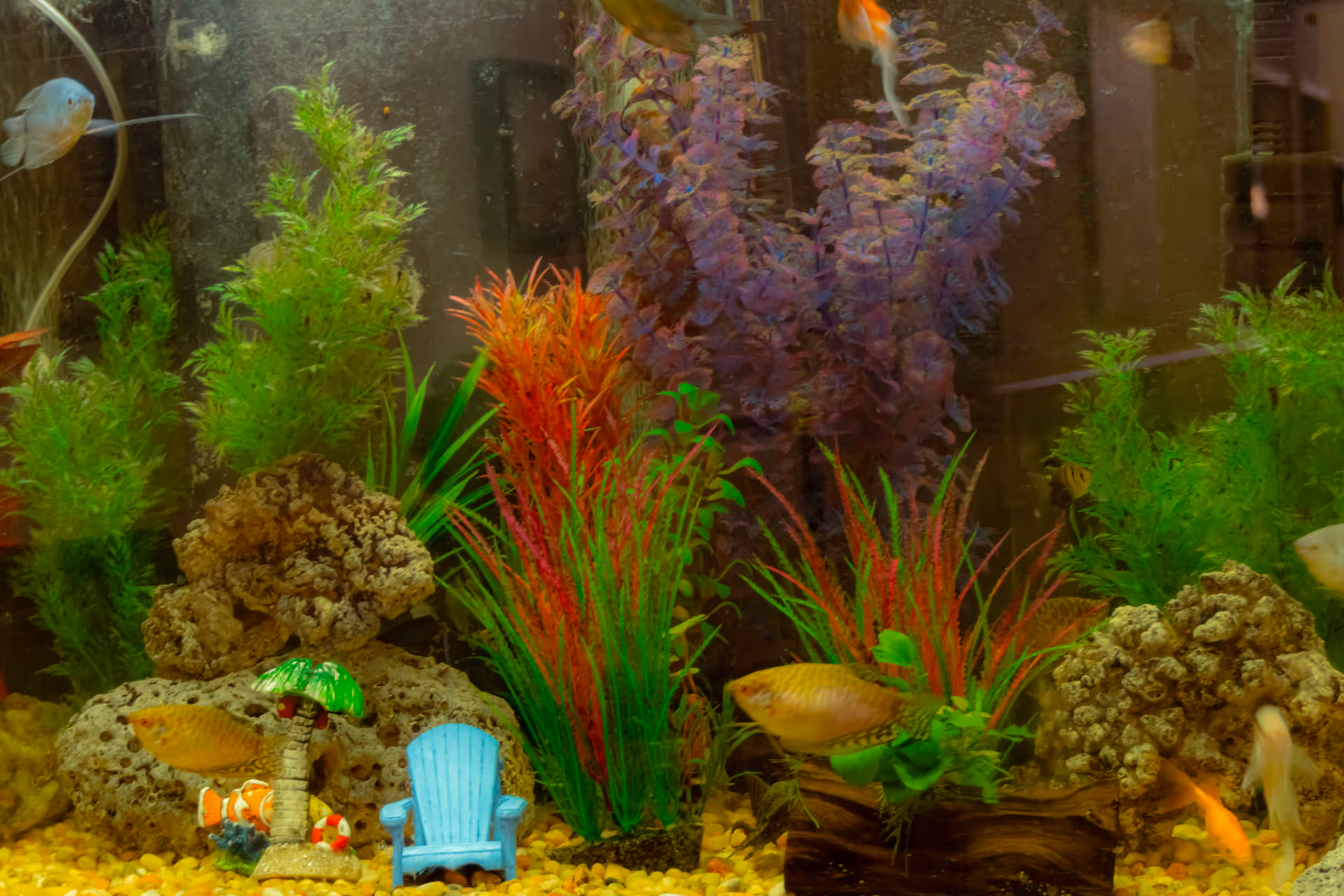 An aquarium with various colorful fish swimming among artificial plants and decorative rocks. There is a small blue chair and a miniature palm tree decoration inside the tank.