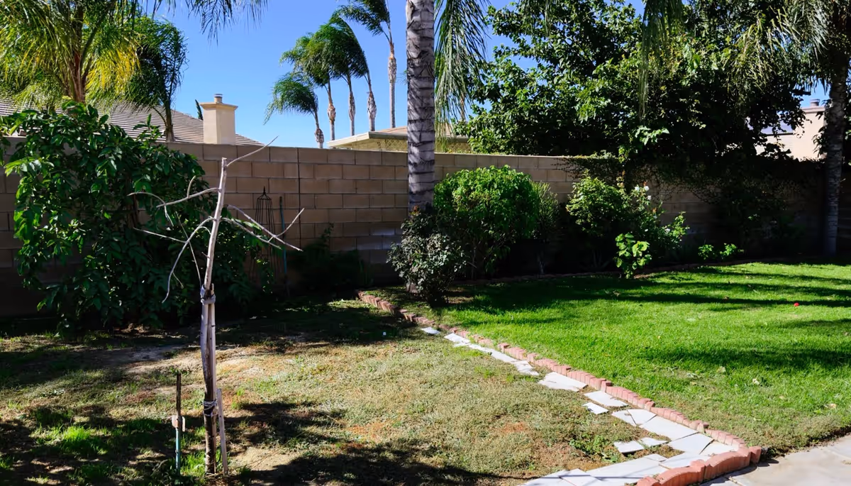 Sunlit backyard lawn with a stone path, palm trees, and shrubbery
