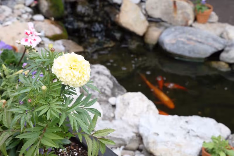 A yellow marigold and other plants beside a rock-lined pond with koi fish swimming.