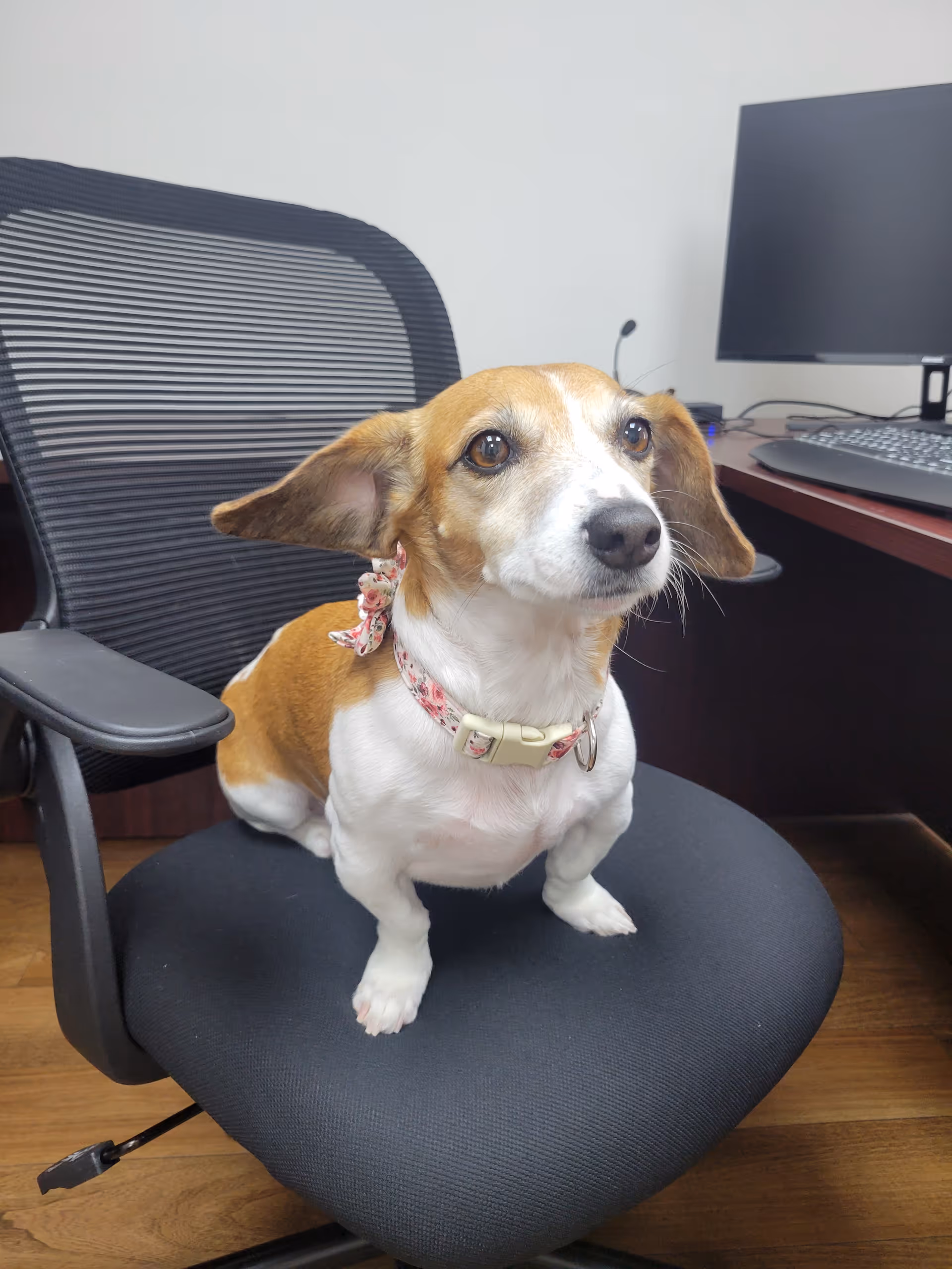 Small dog wearing a pink collar sits on an office chair by a desk and computer.