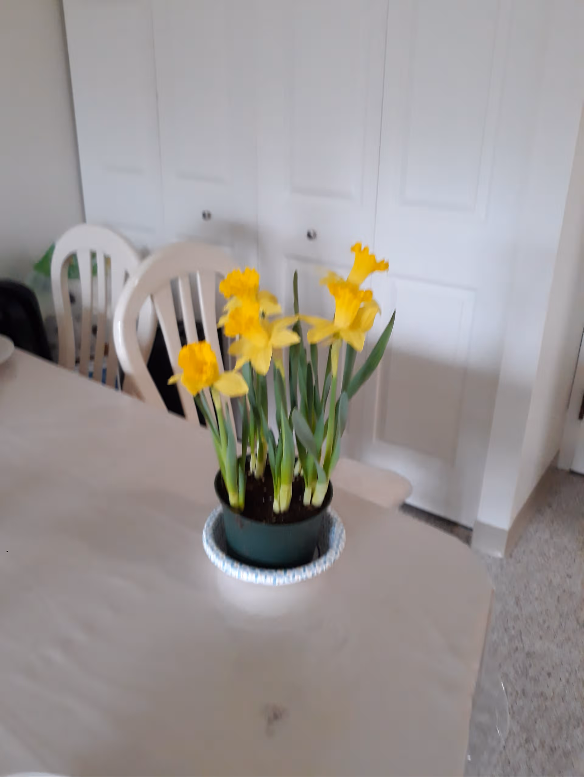 Potted yellow daffodils sit on a table in a white dining area with white cabinets behind.