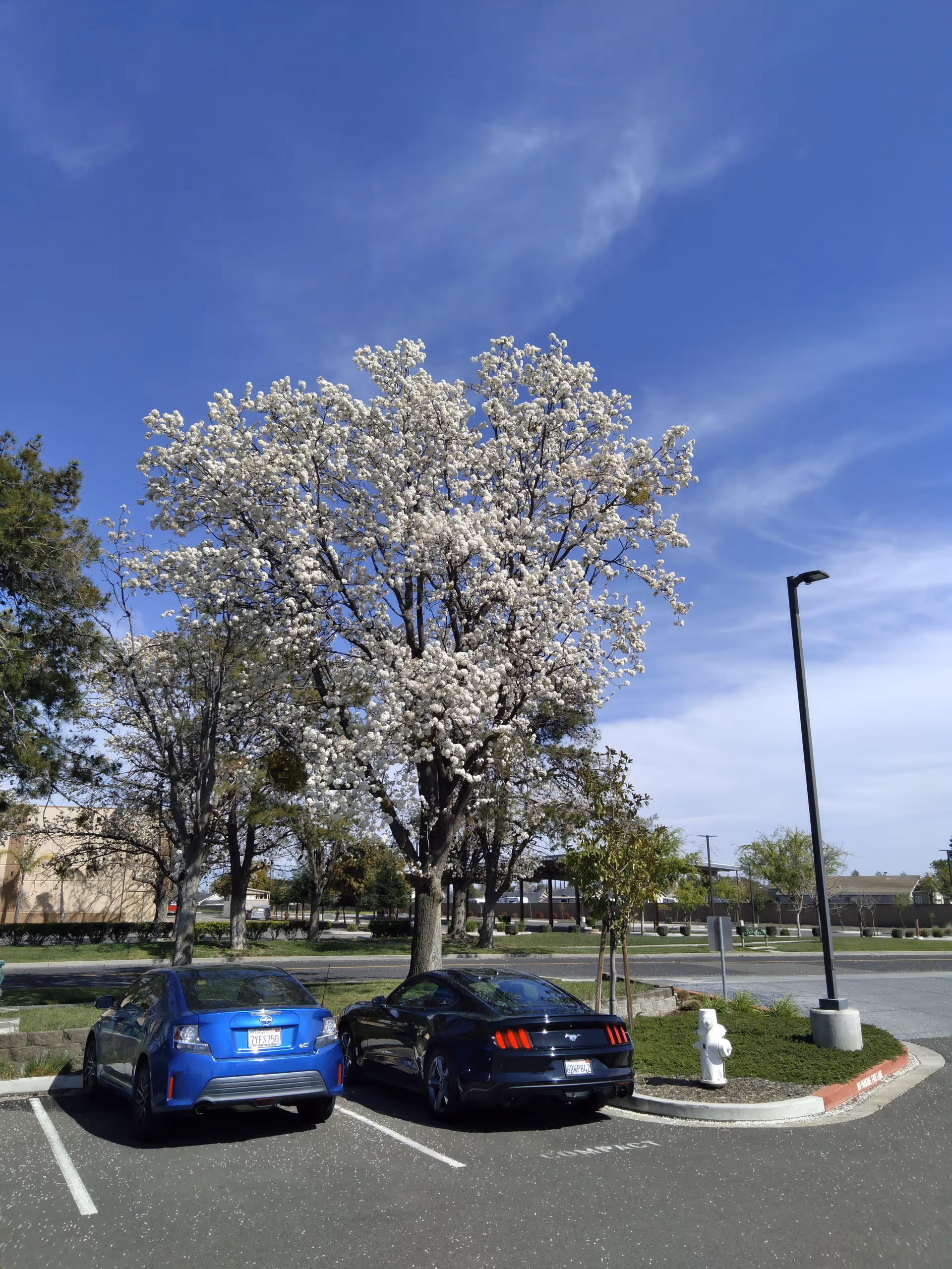 Two cars parked beside blooming trees in a bright parking lot.