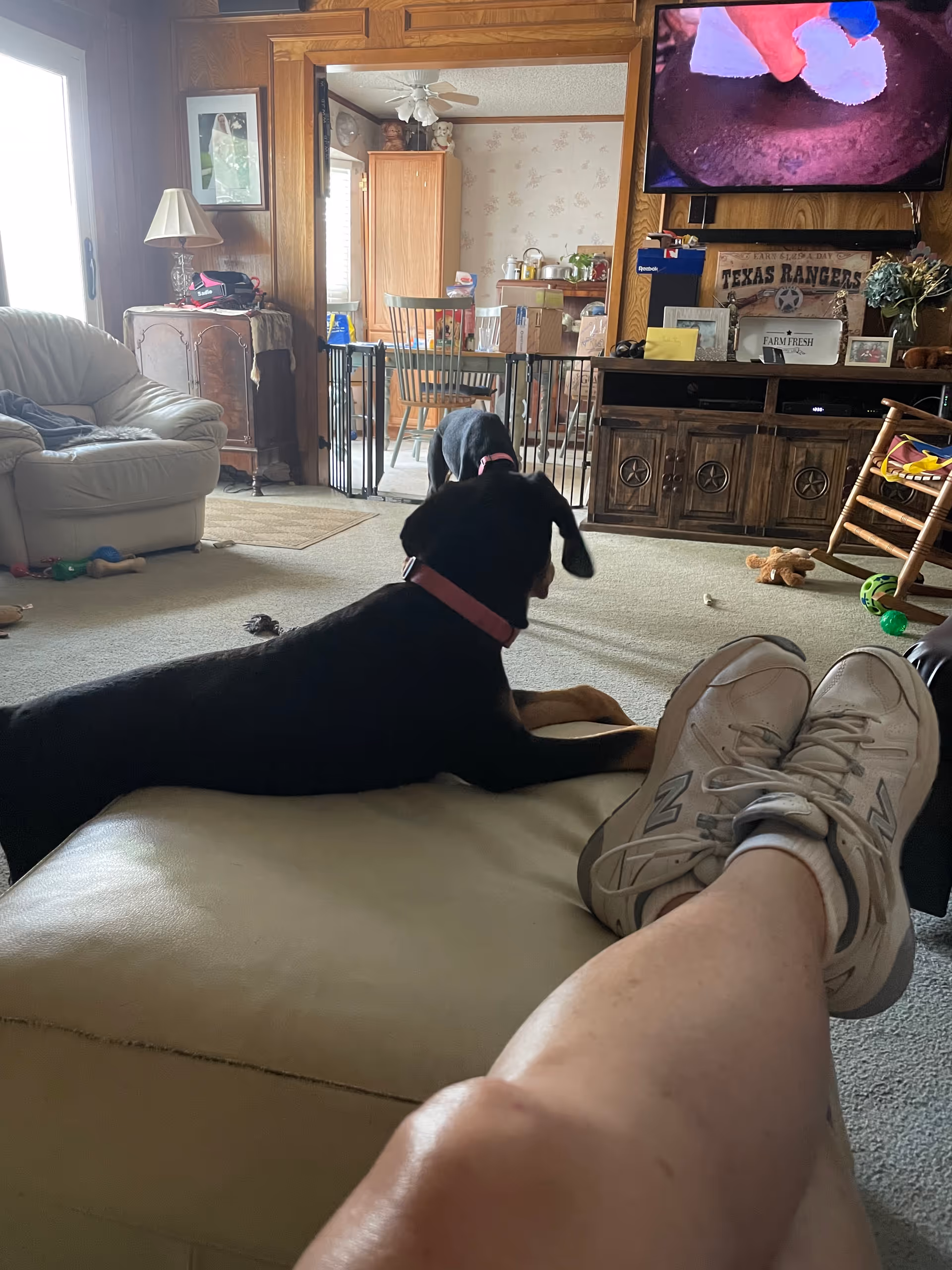 Cozy living room scene with a black dog, TV, couch, and a person relaxing.