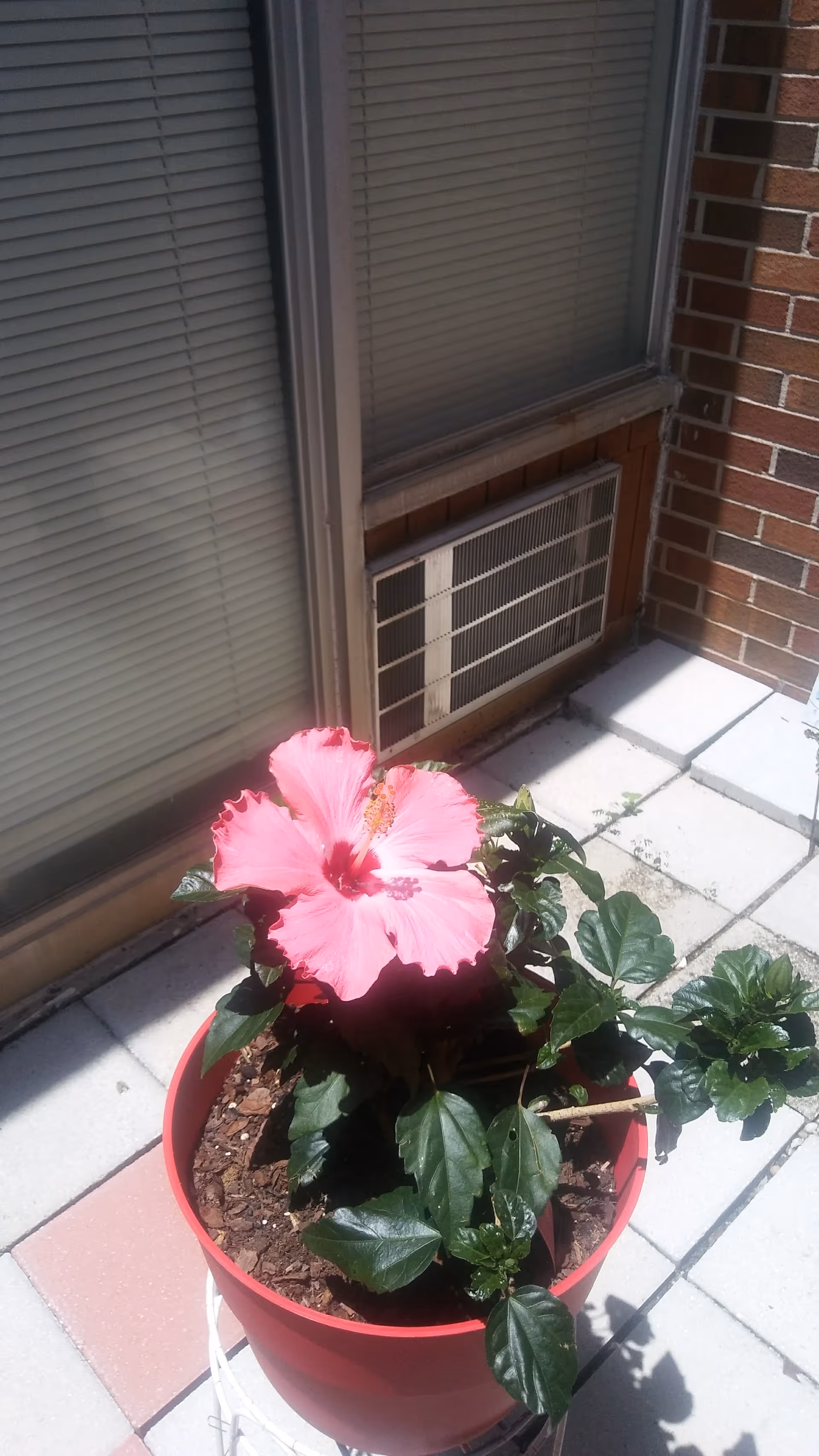 Pink hibiscus plant in a red pot sits on a tiled patio beside a brick building.
