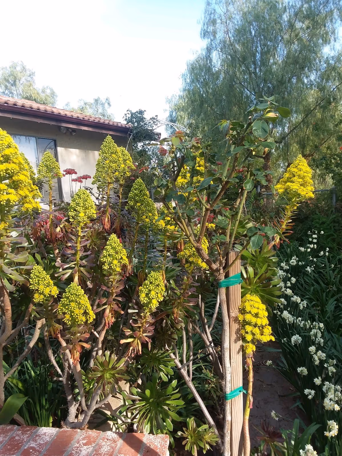 Garden with yellow-flowering succulent plants and greenery in front of a house with a tiled roof