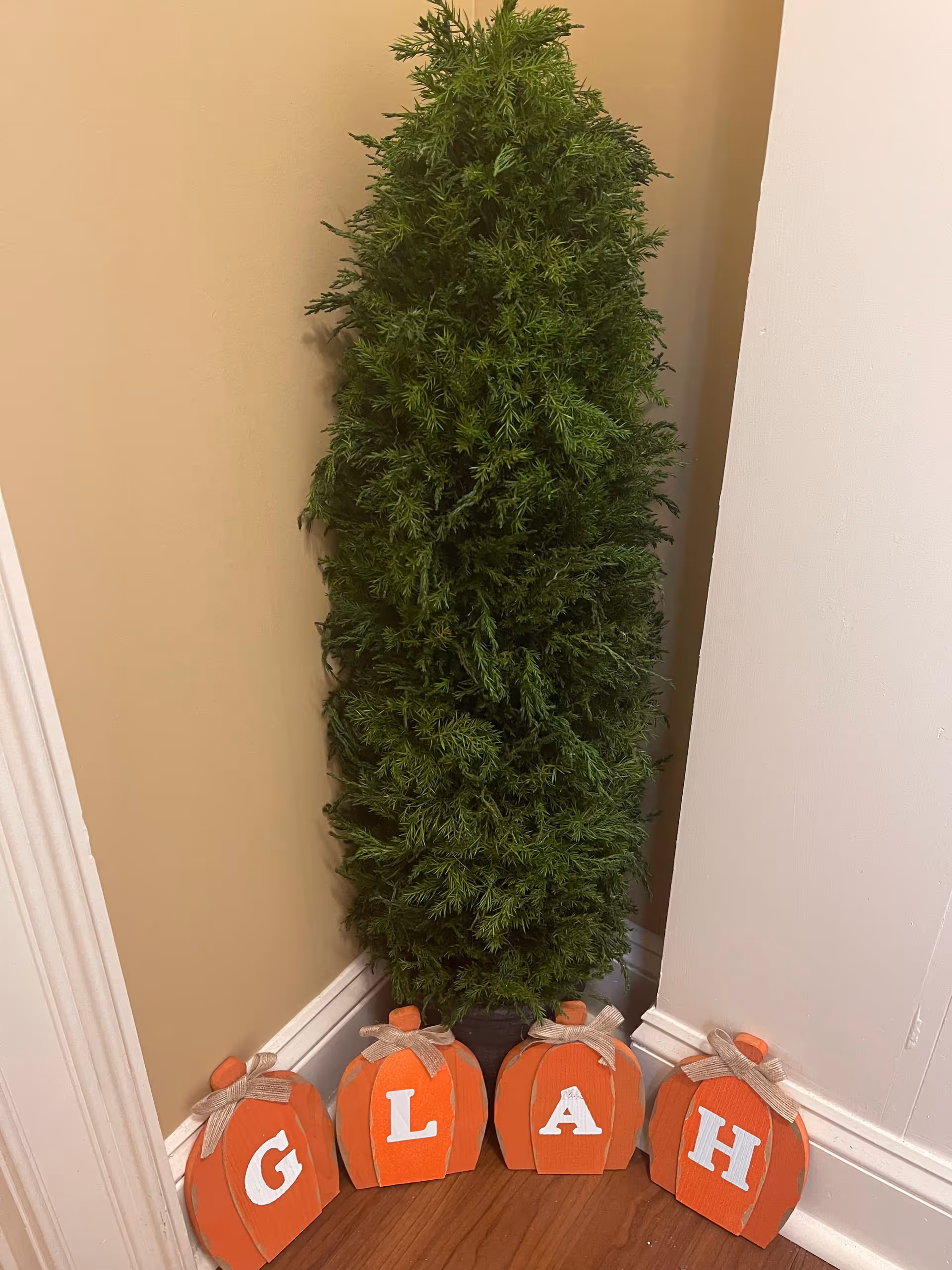 Tall evergreen plant with orange lettered pumpkins in a hallway corner.