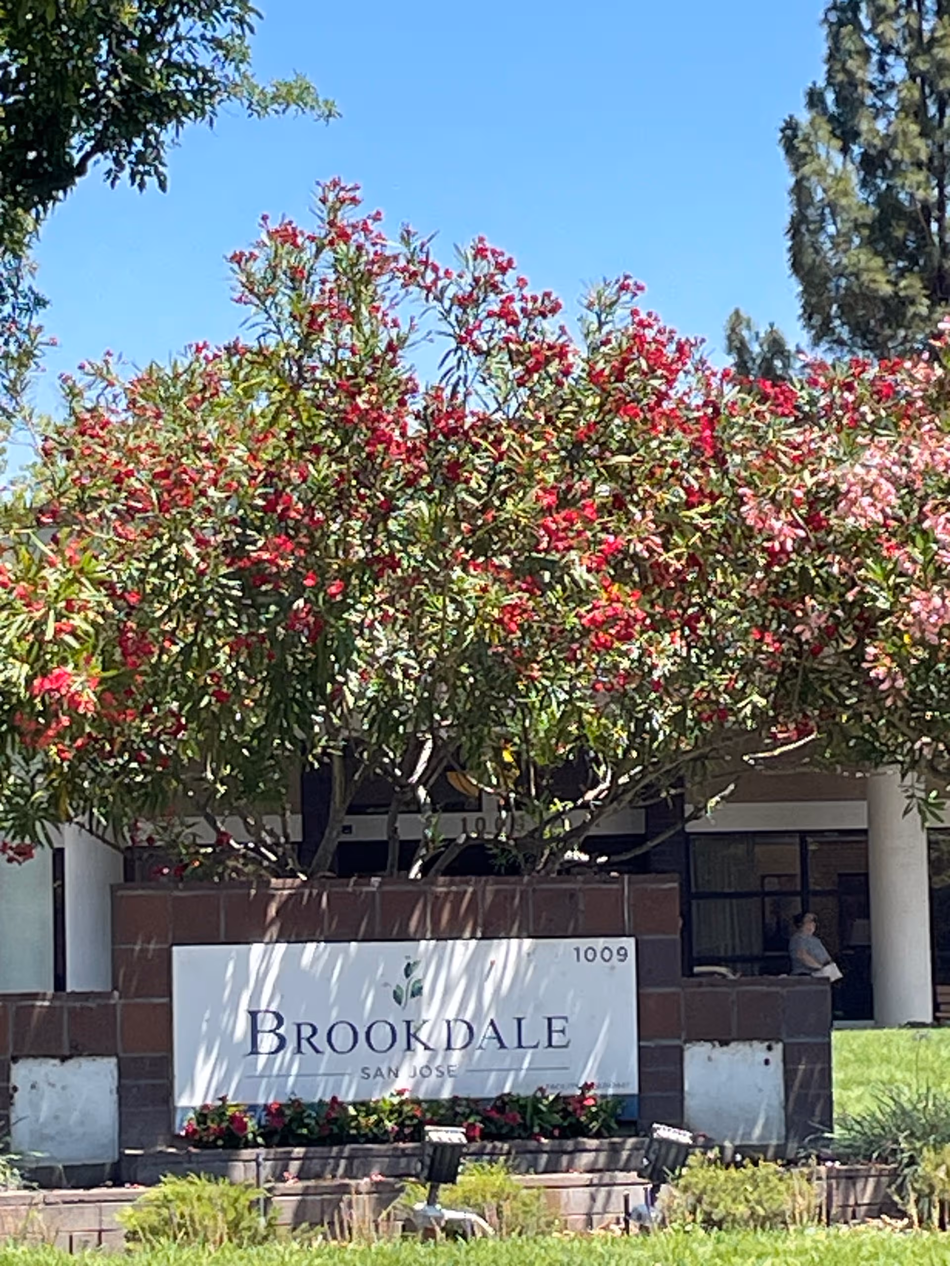 Brookdale San Jose entrance with flowering trees and front sign.