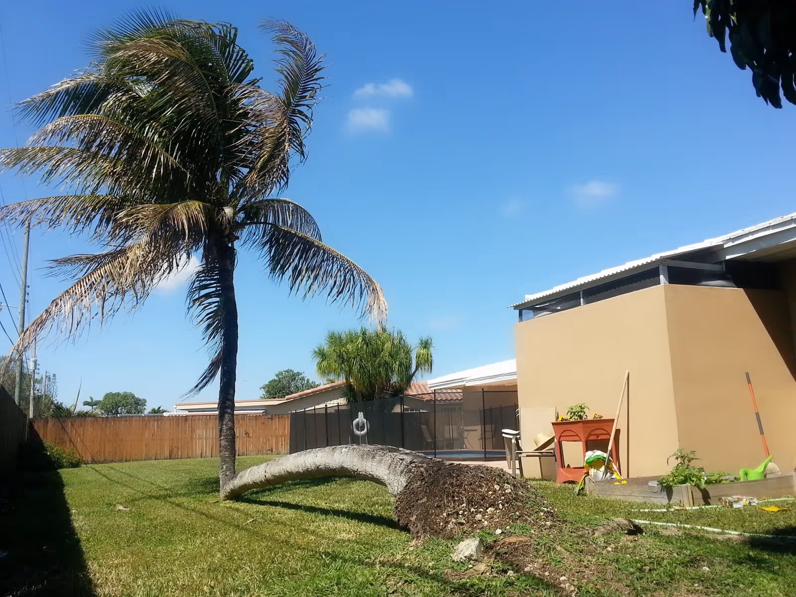 A fallen palm tree lying on a grassy lawn next to a beige building with a small garden area and some gardening tools. The sky is clear and blue with a few clouds.