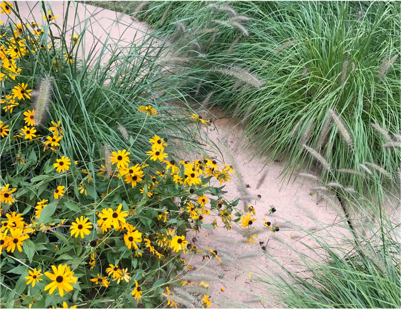 Bright yellow flowers line a sandy path beside tall ornamental grasses.