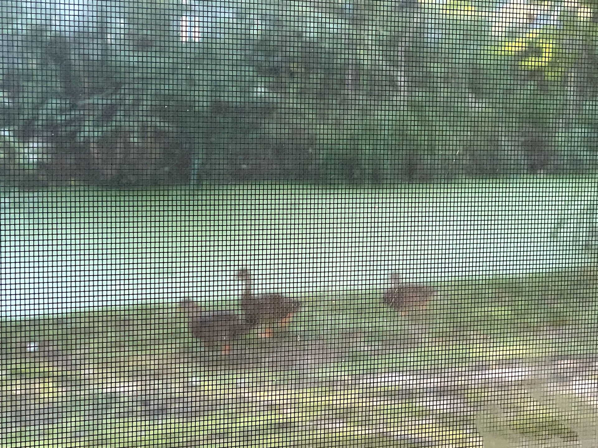 View through window screen of a grassy yard with several birds near a pond.
